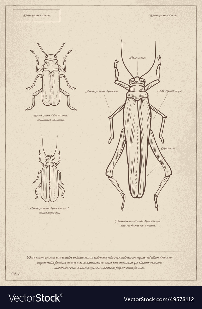 ahmed abusaif recommends o dio insect pic