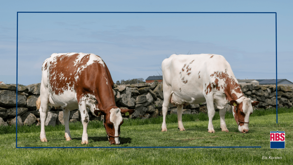 darlene rowe share crossbreeding assistance photos