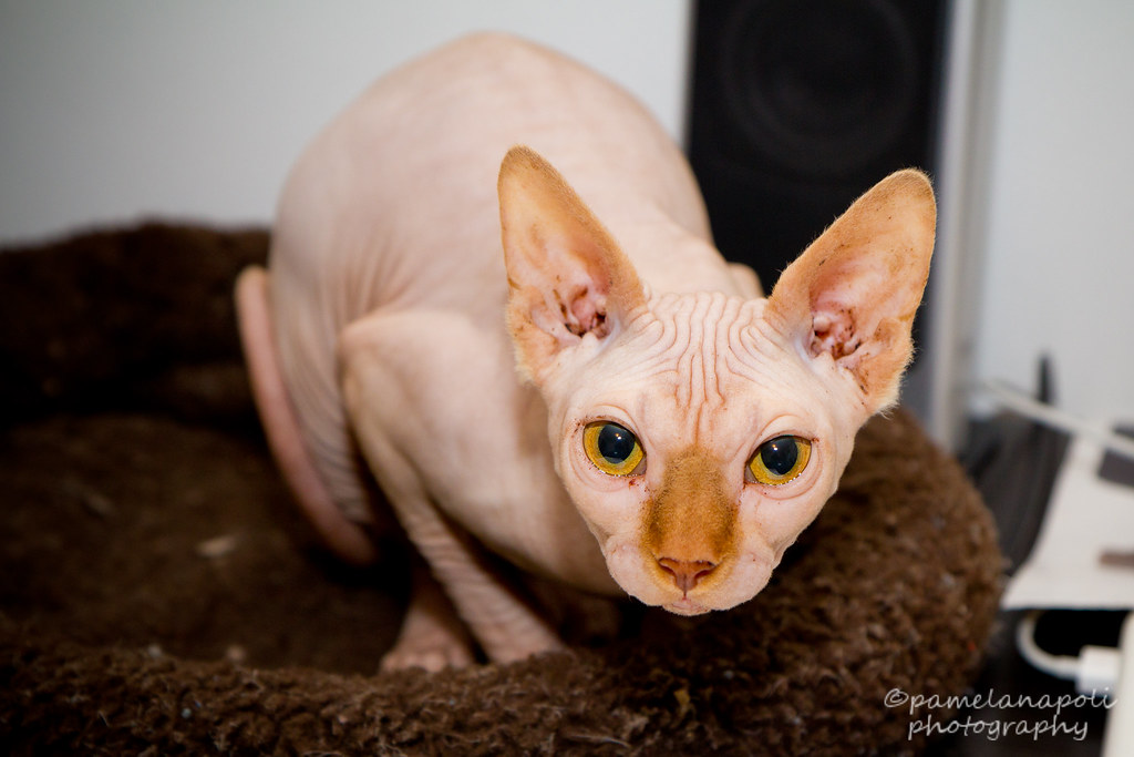 Best of Hairless vegina