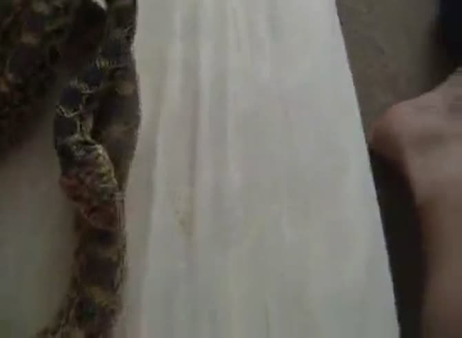 ashla clay recommends man fucks snake pic