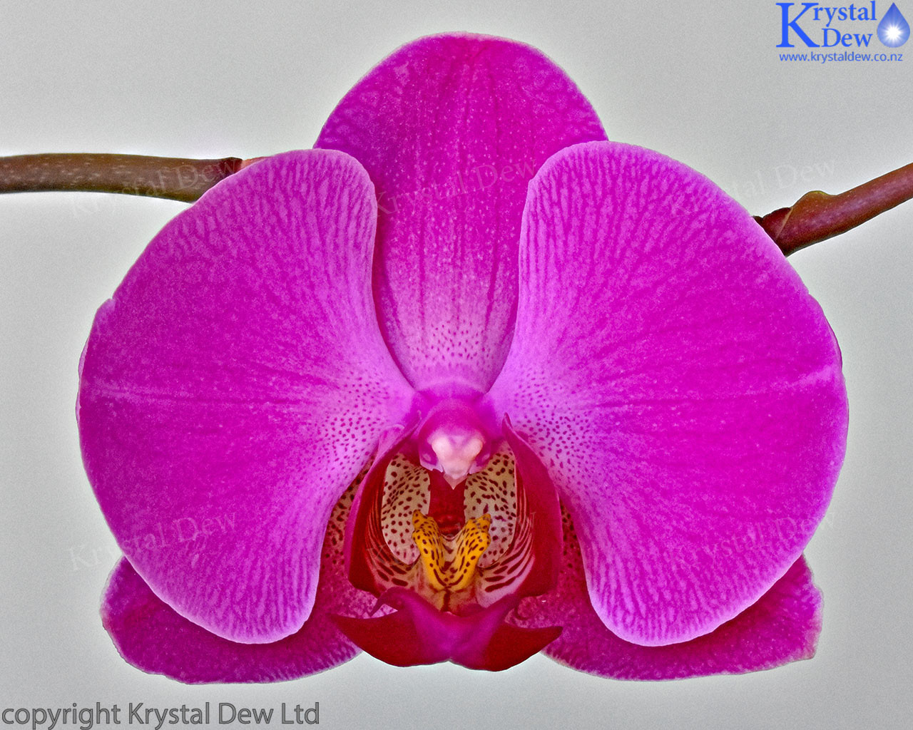 connie gonsalves recommends krystal orchid pic