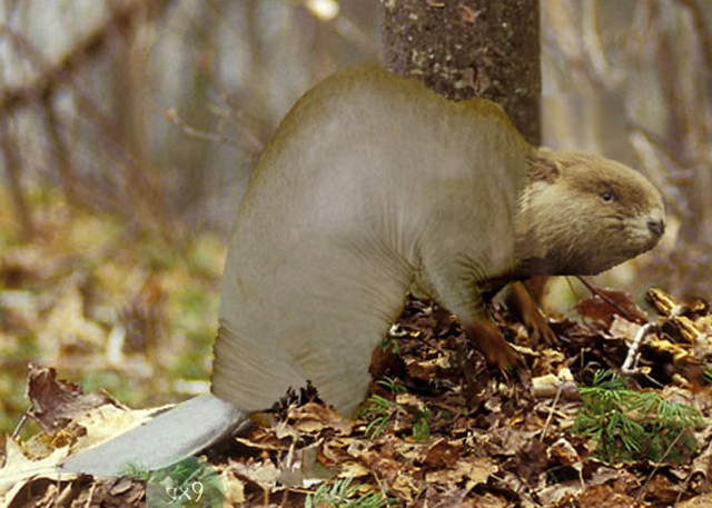 barbara peragine recommends bald beavers pic