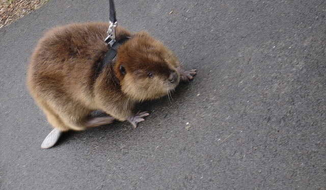 bald beavers