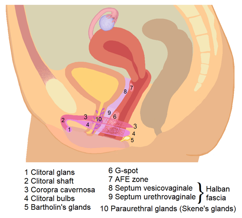 alma arif recommends Largest Clit