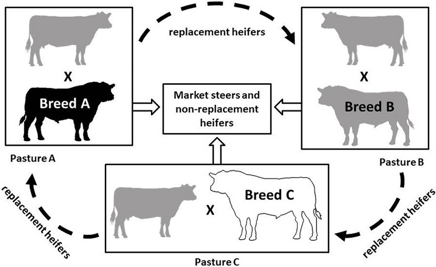 carlos berriochoa recommends Crossbreeding Assistance