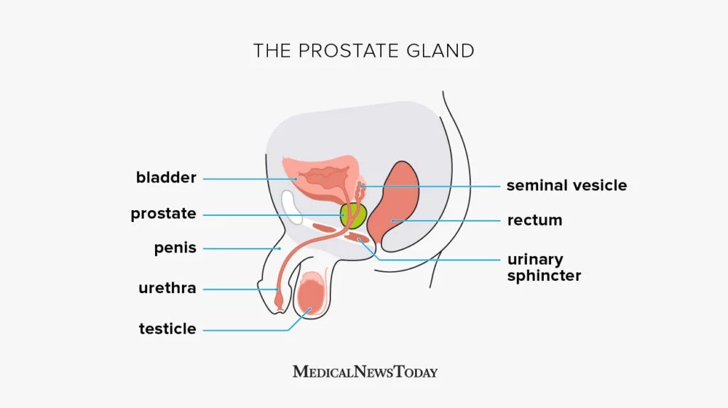 cum during prostate exam