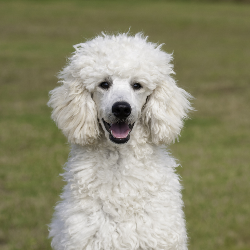 Crossbreeding Assistance troms nakenbilder