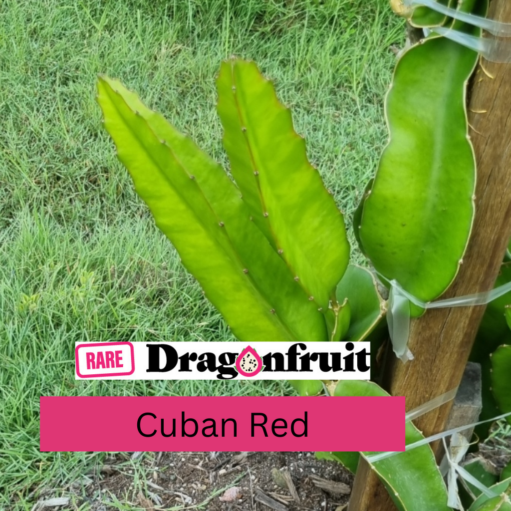 brook haile recommends Cuban Redd