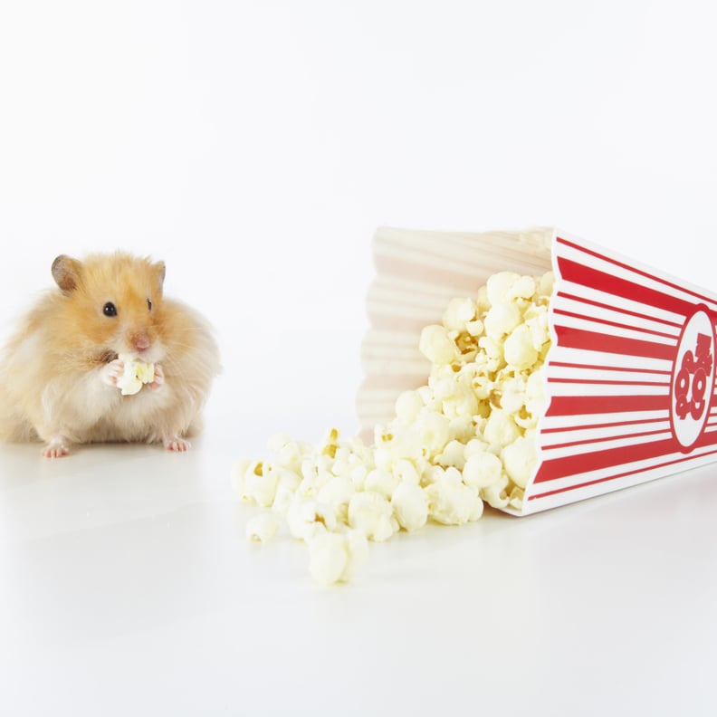 Best of Free hamster movies