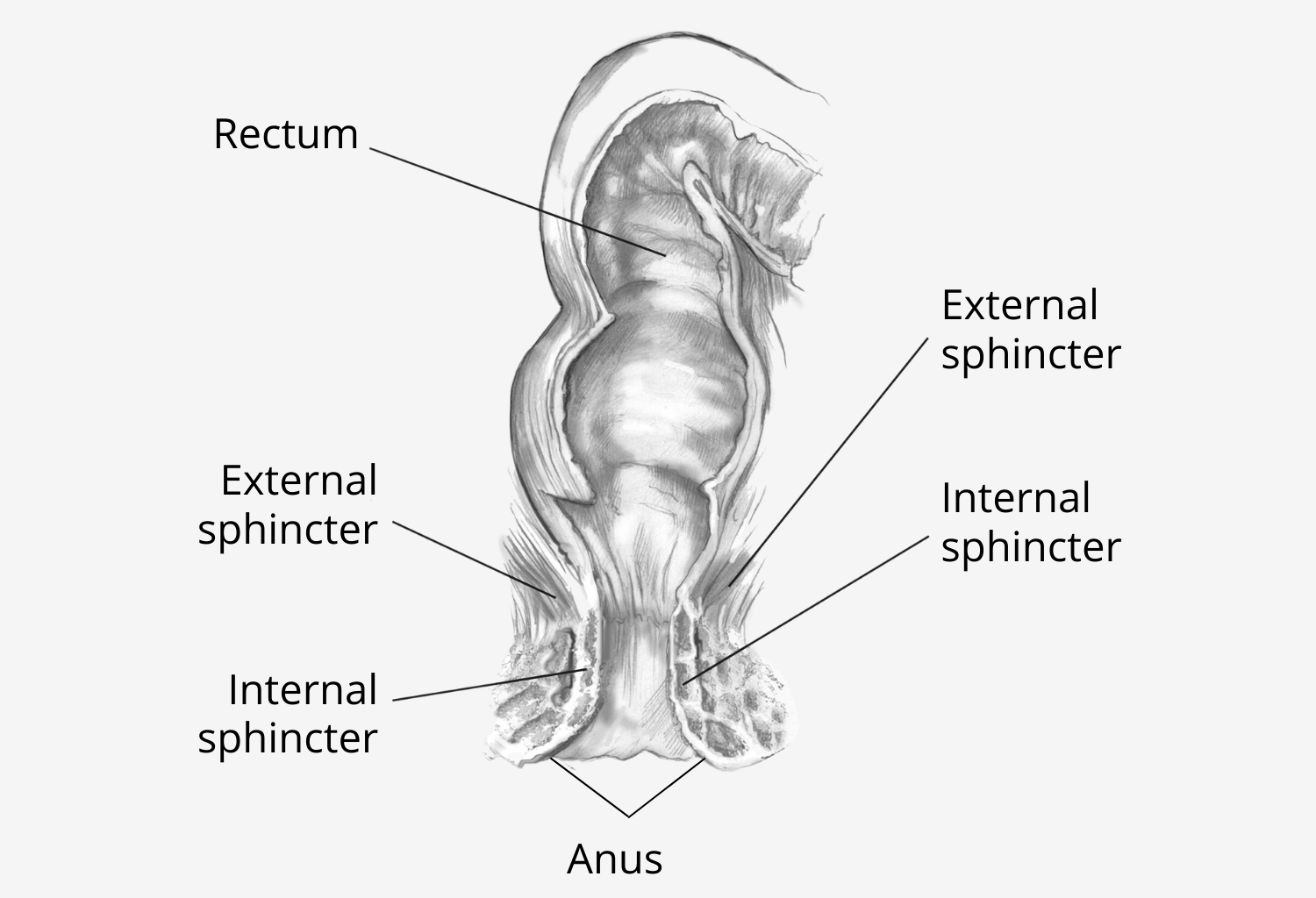 alana rojas recommends How To Anal Gape