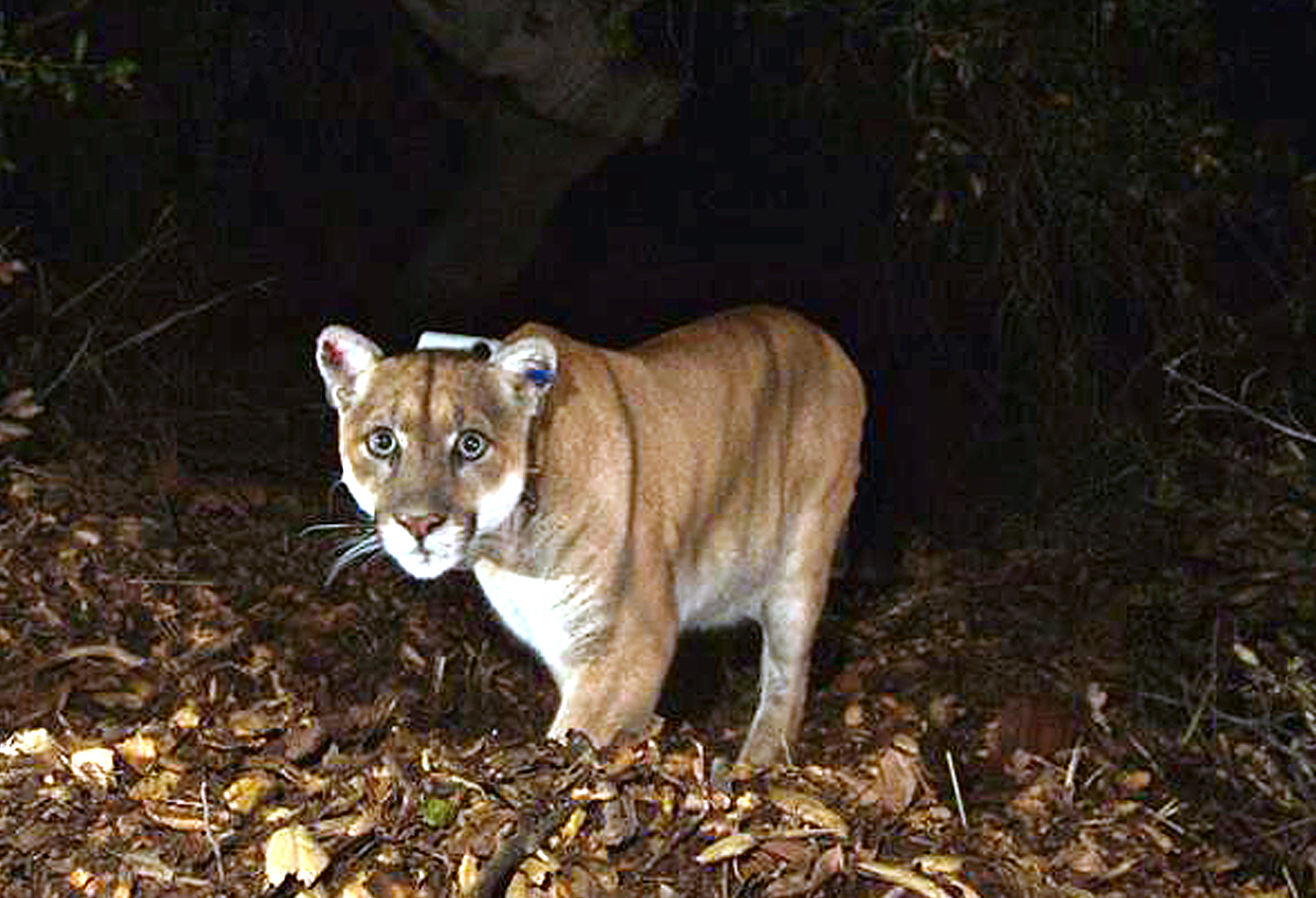 ashley bawden recommends japanese cougars pic