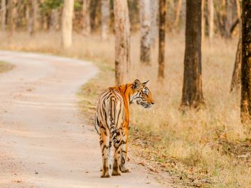 ben kushner recommends Safari Tiger Full Videos